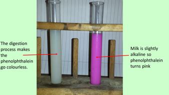 lipase milk experiment|An investigation into how the concentration of lipase affects the.